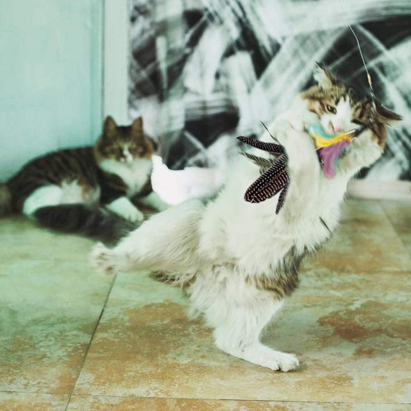 Highland Farms Select Handmade Natural Feather Cat Toy Dah Bird Refills - Interactive Cat and Kitten Toy - 6 Pack - Image 3